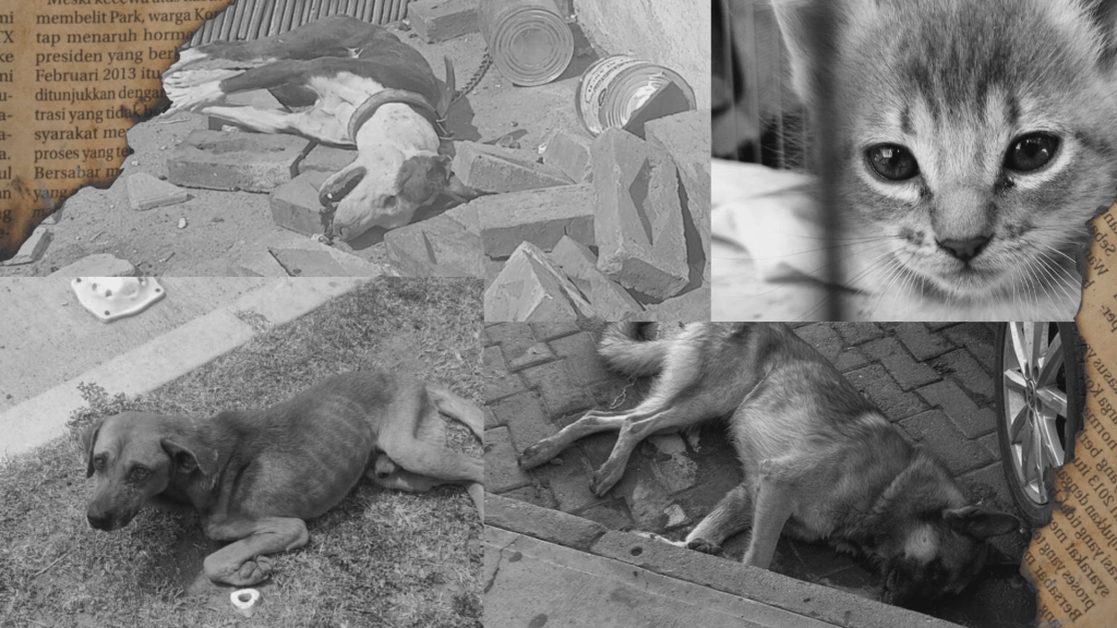 El maltrato animal será penado en todo Guanajuato 